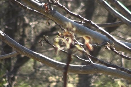 اردبیل| نماینده مشگین شهر سرما توان اقتصادی باغداران این شهرستان را نابود کرده است