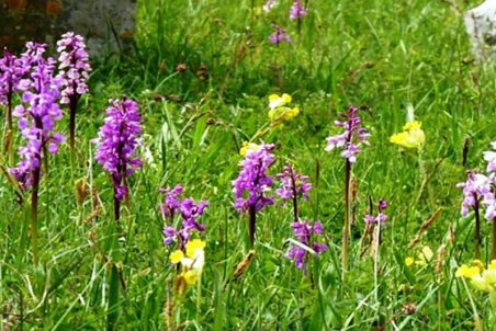 زنجان| گیاهان دارویی سوغات بهار و ظرفیت صادارتی