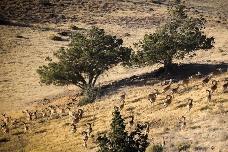 سمنان| پارک ملی کویر زیرتیغ تهدید خشکسالی و فرسایش بادی