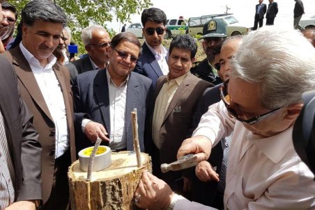 همدان| سرشاخه کاری گردوی تویسرکان طرحی بی نظیر در خاورمیانه است