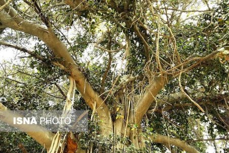 هرمزگان| لور تمبانو با قدمتی چند صدساله منتظر ثبت ملی