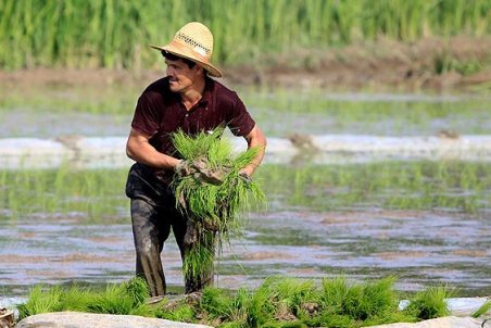 گیلان| کشاورزی در رکود