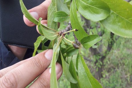 البرز| سرما بهاری، بلای جان اراضی کشاورزی نظرآباد