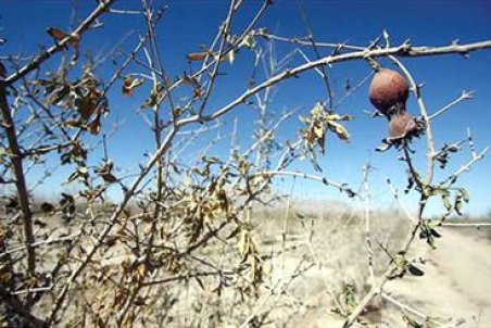 قم| عبور از سال‌های سبز