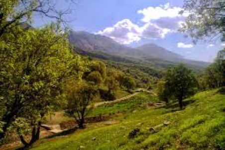 چهارمحال و بختیاری| اجرای برنامه‌های مدون برای مقابله با تهدیدات جنگل‌های زاگرس