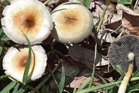 چهارمحال و بختیاری | مشکلات قارچ‌های سمی به چهارمحال و بختیاری رسید