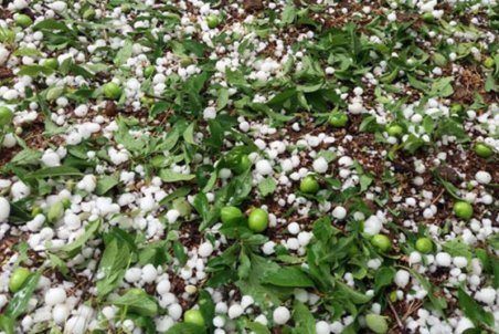 خراسان رضوی| تکرگ و سیلاب در جوین خسارت ببار آورد