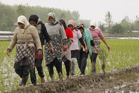 مازندران| چالش‌های شالی‌کاری در شمال