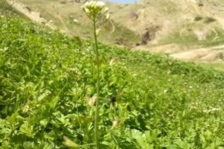 خراسان شمالی| نوغانداری در رازو جرگلان گسترش می یابد
