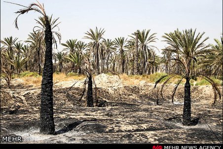 هرمزگان| نخلستان‌های میناب اسیر آتش