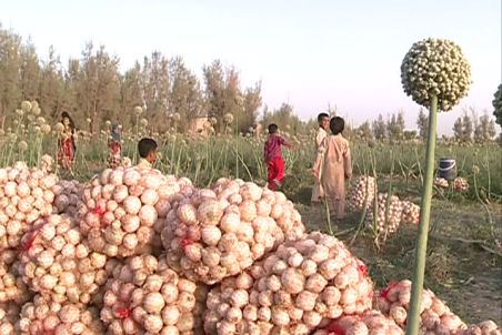 خوزستان| برداشت 37 هزار تن پیاز از مزارع اندیمشک