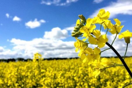 خوزستان| افزایش دو برابری تولید کلزا در شوش