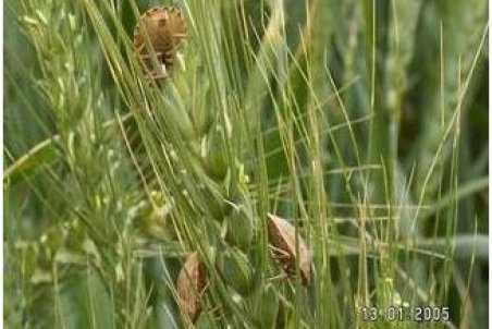 زنجان| مبارزه با آفت گندم در اراضی کشاورزی زنجان