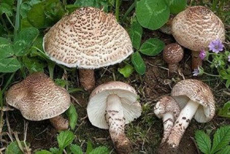 زنجان| افزایش آمار مسمومین با قارچ