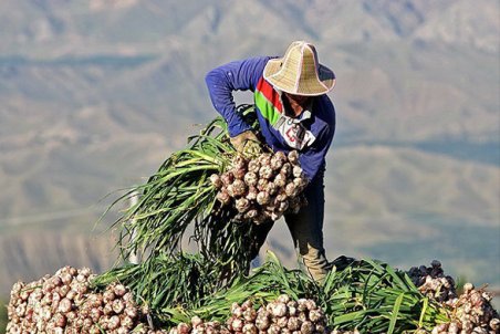 زنجان| چشم انتظار بازار جهانی