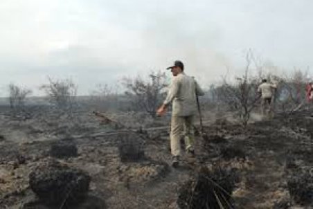 مازندران| زنگ خطر در میانکاله به صدا درآمد