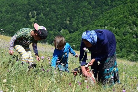 گیلان| گیاهان دارویی درد آستارا را دوا می‌کند