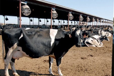 قزوین| توزیع رایگان سم بین دامداران بوئین زهرا