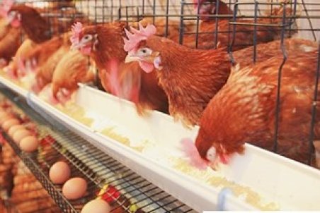 قزوین| کاهش چشمگیر تولید تخم مرغ در آبیک