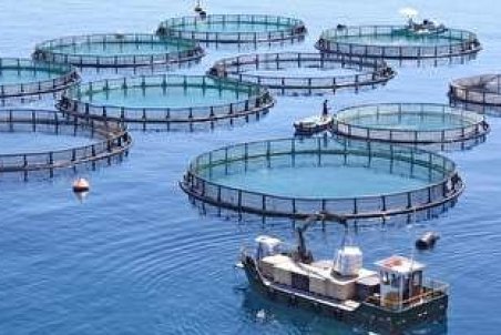 گیلان| قفس‌های غوطه‌ور میهمان دریای خزر