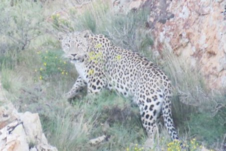 اردیبل| خبر خوش از پلنگ ایرانی