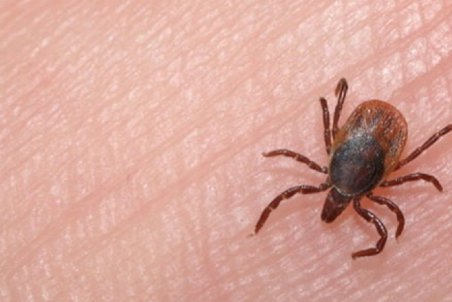 کرمان| آخرین وضعیت تب کریمه کنگو در استان کرمان