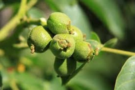 کرمان| پایان عملیات مبارزه با آفت کرم خراط در رابر