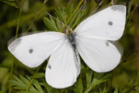 فارس| پروانه‌های سفید تهدیدی برای جنگل‌های ممسنی