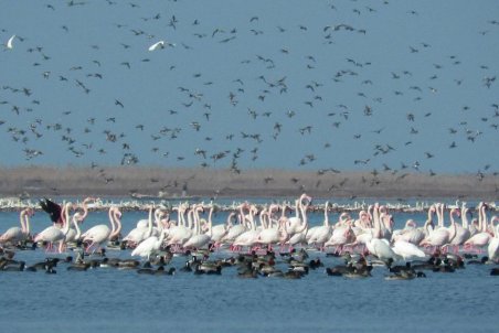 گلستان| تالاب گمیشان دوباره زنده شد