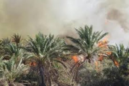 کرمان| نخلستان‌های ریگان در آستانه مرگ