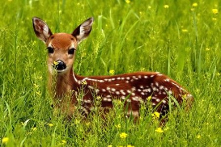 چشم در چشم آهو ها