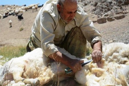 کهکیلویه و بویر احمد| پشم‌چینی سنت خردادماه عشایر