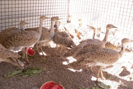 خراسان جنوبی| هوبره در معرض انقراض