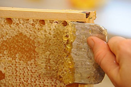 گلستان| تولید ۲۴ تن عسل طی یک سال در رامیان