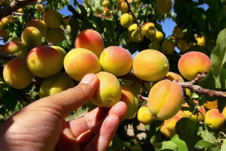 یزد| کار کشاورز، سود دلال