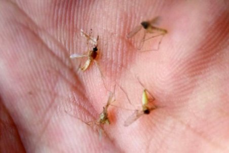 یزد| مزاحمت پشه‌ها برای مردم شاهدیه