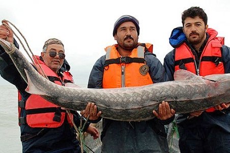 مازنداران| فرصت سوزی از نوع ماهی خاویار