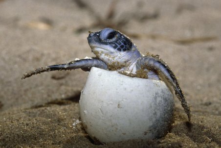 هرمزگان| سلام لاک‌پشت‌ها به سواحل چابهار