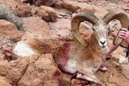 تلاش سازمان براي انتفاع شكارچيان