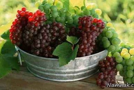 هرمزگان| آغاز برداشت انگور یاقوتی در بشاگرد