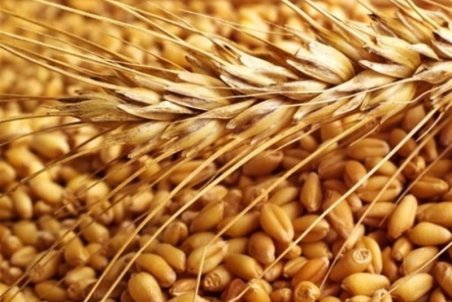همدان| ۱۶۰ هزار تن گندم از مزارع شهرستان رزن برداشت می‌شود