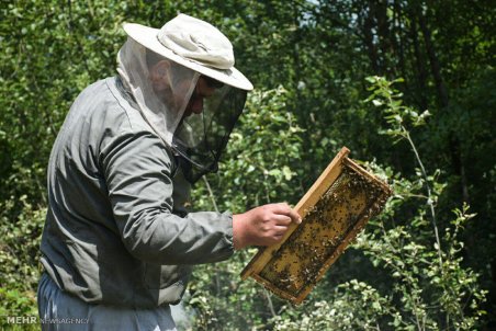 مازنداران| تلخی کام زنبورداران محلی