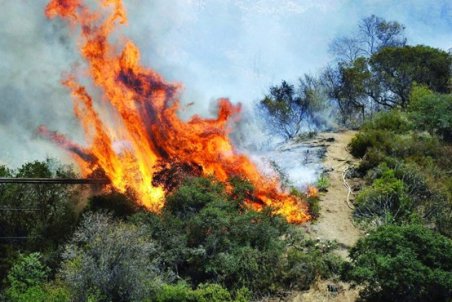 فصل حریق جنگل