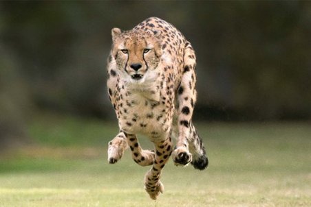 سمنان| ایران، قتلگاه یوز ایرانی