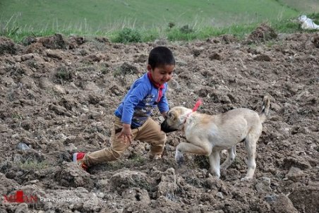 آذربایجان شرقی| زندگی عشایر قره داغ آذربایجان شرقی
