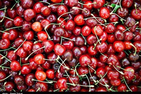 آذربایجان غربی| آغاز به کار سومین جشنواره گیلاس اشنویه