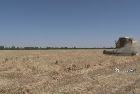 اصفهان| آغاز برداشت محصول جو در برخوار