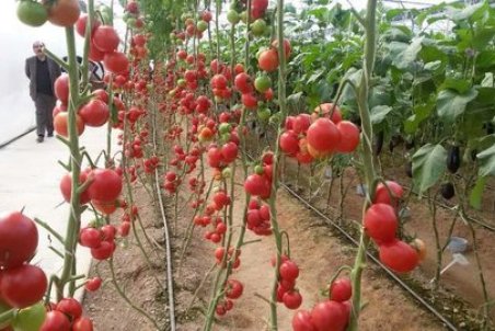 اصفهان| آفات گلخانه ای کنترل می شود