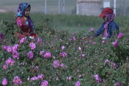 اصفهان|  برداشت گل محمدی از مزارع فریدن