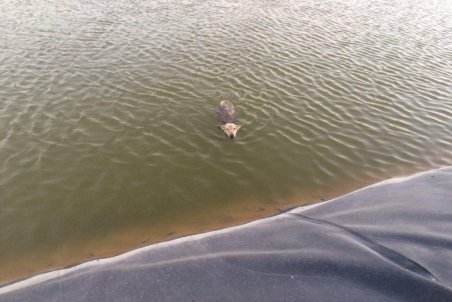 البرز| نجات دو قلاده گرگ از مرگ در اشتهارد